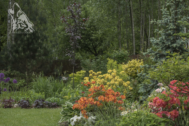 KOLOROWY ZAWROT GLOWY