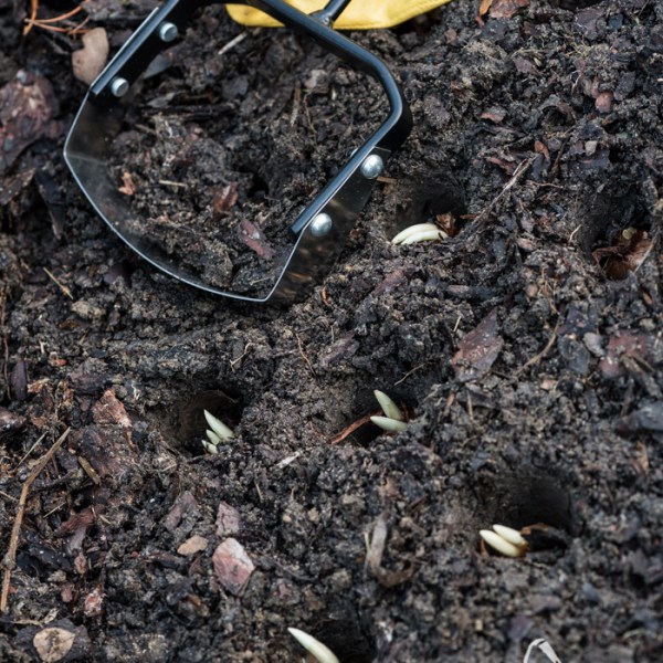 GRUDNIOWE SADZENIE = KWIETNIOWE&nbsp;KWITNIENIE