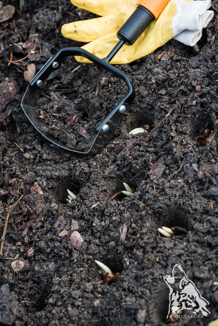 ZNALEZISKO, CZYLI GRUDNIOWE&nbsp;SADZENIE.