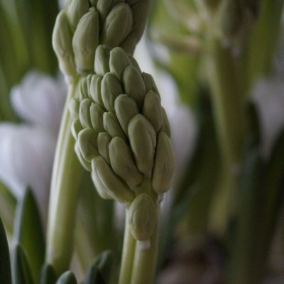 BIAŁO W OGRODZIE, BIAŁO W DOMU – HIACYNTY (Hyacinthus&nbsp;L.)
