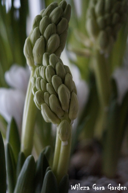 BIAŁO W OGRODZIE, BIAŁO W DOMU – HIACYNTY (Hyacinthus L.)