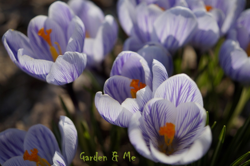 KROKUSOWA PARADA….