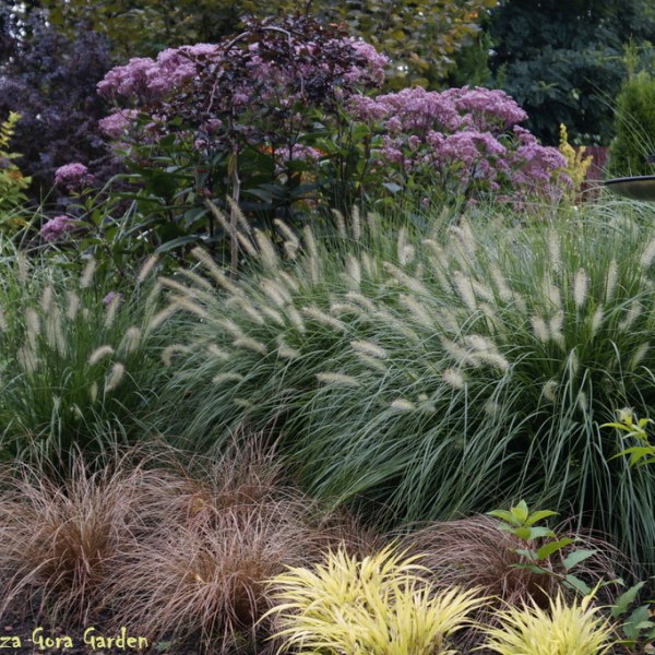 KOLORY PÓŹNEGO LATA W&nbsp;WILCZEJ….