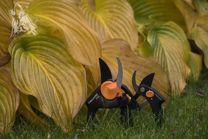 CIĘCIE ROŚLIN – 10 NAJWAŻNIEJSZYCH ZASAD&nbsp;!!!