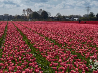 ZAKOCHAC SIE W HOLANDII NA&nbsp;WIOSNE