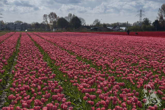 ZAKOCHAC SIE W HOLANDII NA&nbsp;WIOSNE