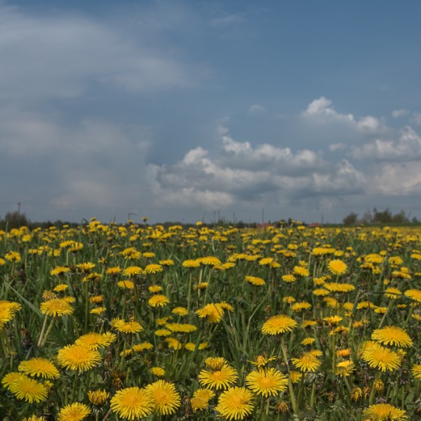 PŁYNNE ZŁOTO, CZYLI MIODEK Z MNISZKA&nbsp;LEKARSKIEGO