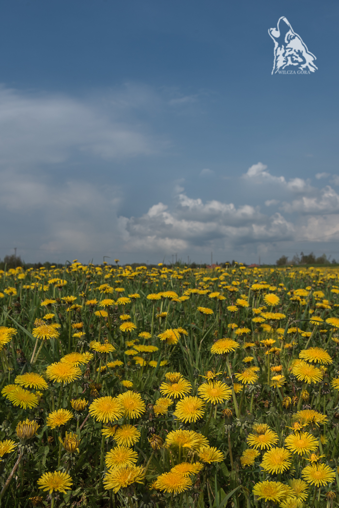 PŁYNNE ZŁOTO, CZYLI MIODEK Z MNISZKA&nbsp;LEKARSKIEGO