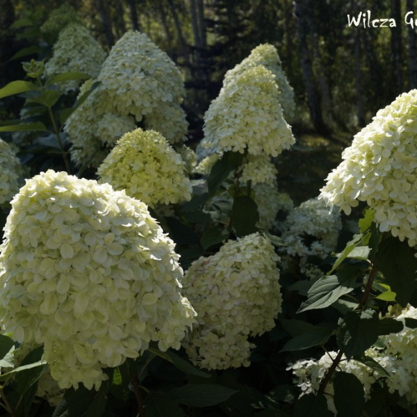 MUSISZ JE MIEĆ W OGRODZIE !!! HORTENSJE, HORTENSJE, HORTENSJE…