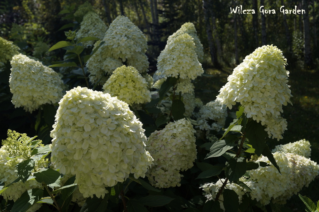 MUSISZ JE MIEĆ W OGRODZIE !!! HORTENSJE, HORTENSJE, HORTENSJE…