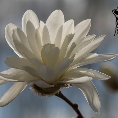 MAGNOLIE, MAGNOLIE I JESZCZE RAZ MAGNOLIE….