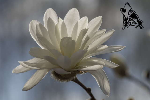 MAGNOLIE, MAGNOLIE I JESZCZE RAZ MAGNOLIE….