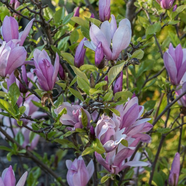 MOJA KRAINA KWITNĄCEJ&nbsp;WIOSNY