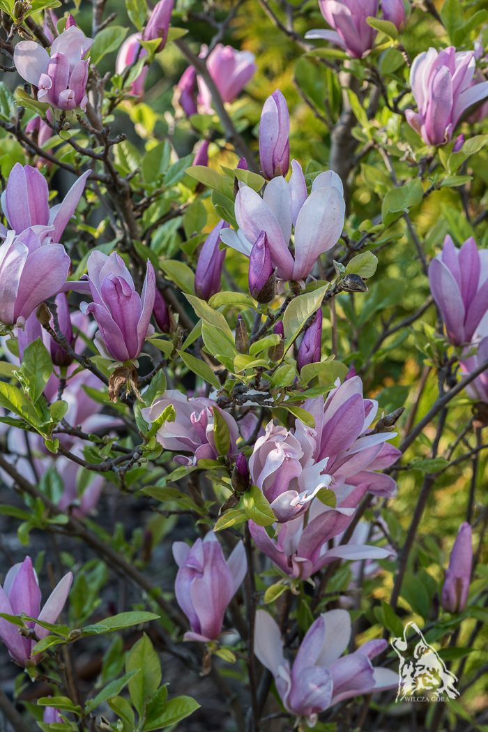 MOJA KRAINA KWITNĄCEJ&nbsp;WIOSNY