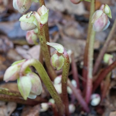 RÓŻA „BOŻEGO NARODZENIA”