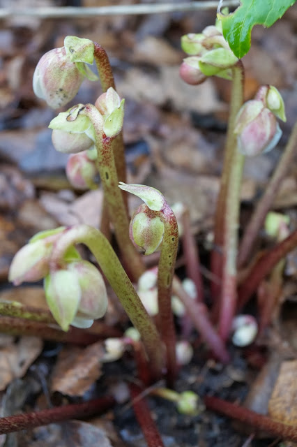 RÓŻA „BOŻEGO NARODZENIA”