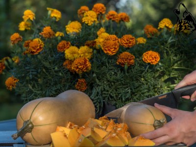 ROZGRZEWAJĄCA ZUPA – KREM Z DYNI I&nbsp;ZIEMNAKÓW