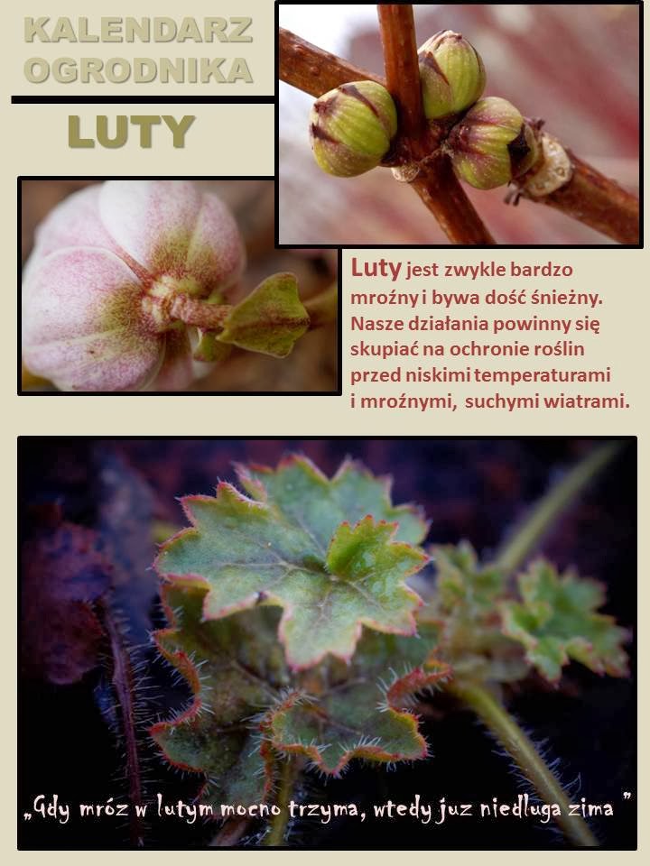 KALENDARZ OGRODNIKA –&nbsp;LUTY