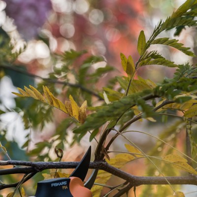 CIĘCIE ROŚLIN – KALENDARZ NA 4 PORY&nbsp;ROKU