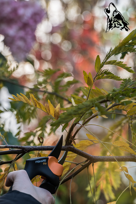 CIĘCIE ROŚLIN – KALENDARZ NA 4 PORY&nbsp;ROKU