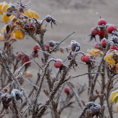 RÓŻA POMARSZCZONA – ZIMOWA&nbsp;ODSŁONA