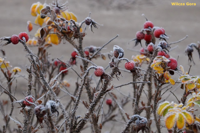 RÓŻA POMARSZCZONA – ZIMOWA&nbsp;ODSŁONA