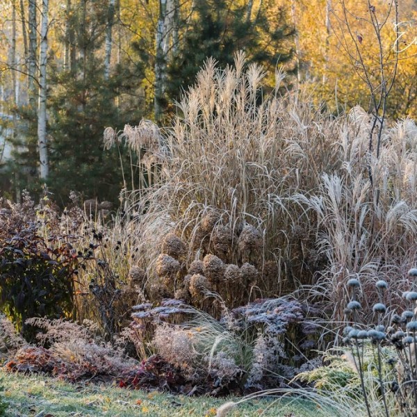 PIĘKNO ZIMOWEGO OGRODU – JAK JE OSIĄGNĄĆ&nbsp;?