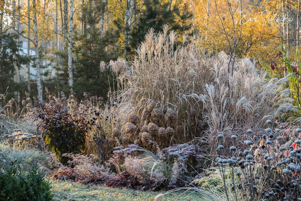 PIĘKNO ZIMOWEGO OGRODU – JAK JE OSIĄGNĄĆ ?