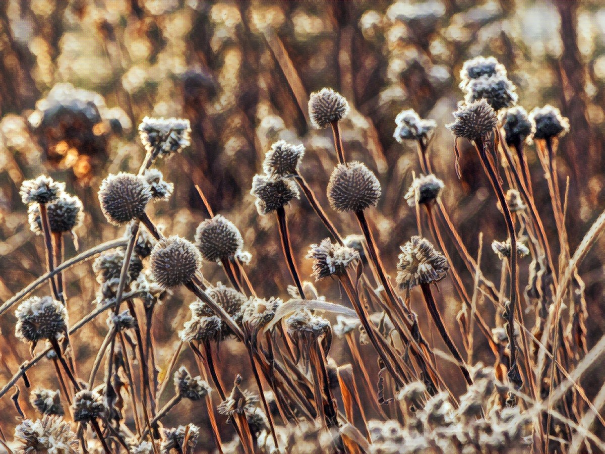 EGOIZM BRAT ALTRUIZMU