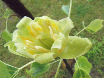 LETNIE KOLORY I OGRODOWA NIESPODZIANKA