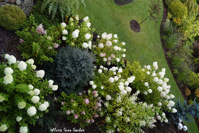 NASZ OGRÓD W OBIEKTYWIE SOBOTNIEGO PORANKA