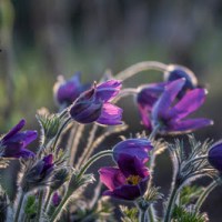 MOJE OGRODOWE ZAKUPY