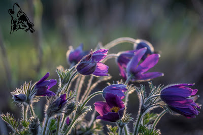 MOJE OGRODOWE ZAKUPY