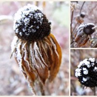 LISTOPAD W NASZYM&nbsp;OGRODZIE