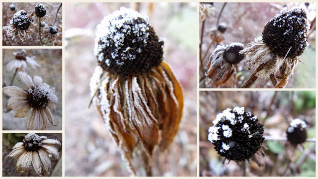 LISTOPAD W NASZYM&nbsp;OGRODZIE