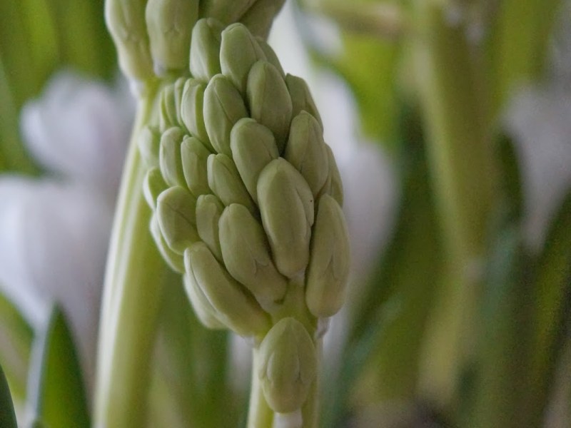 MIĘDZYNARODOWY DZIEŃ PRZYTULANIA