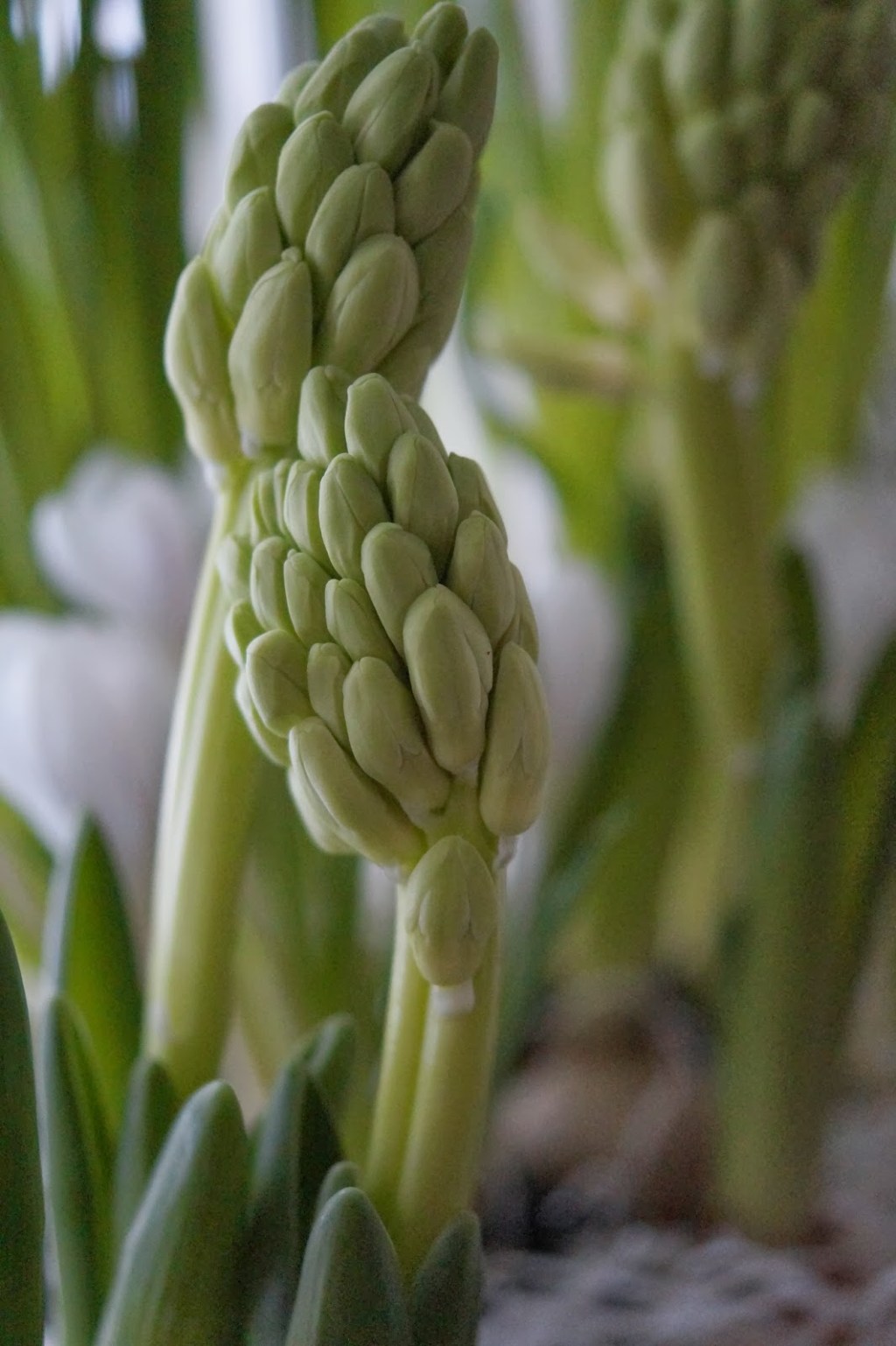 MIĘDZYNARODOWY DZIEŃ PRZYTULANIA