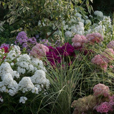 ELEGANCKIE FLOKSY – OZDOBA LETNIEJ&nbsp;RABATY