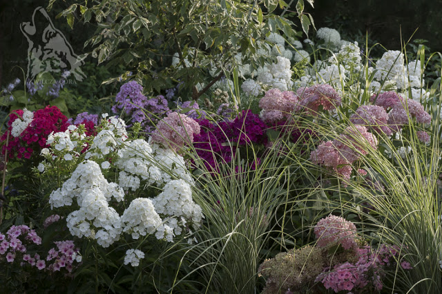 ELEGANCKIE FLOKSY – OZDOBA LETNIEJ RABATY