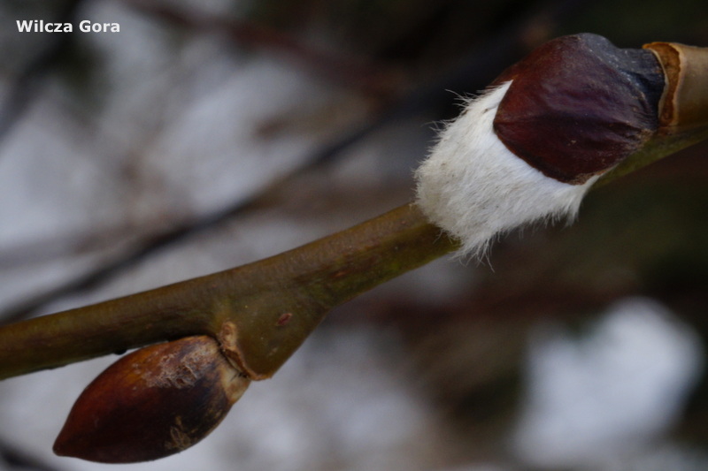 BIAŁE KOTKI, BIAŁE MYSZKI&nbsp;?