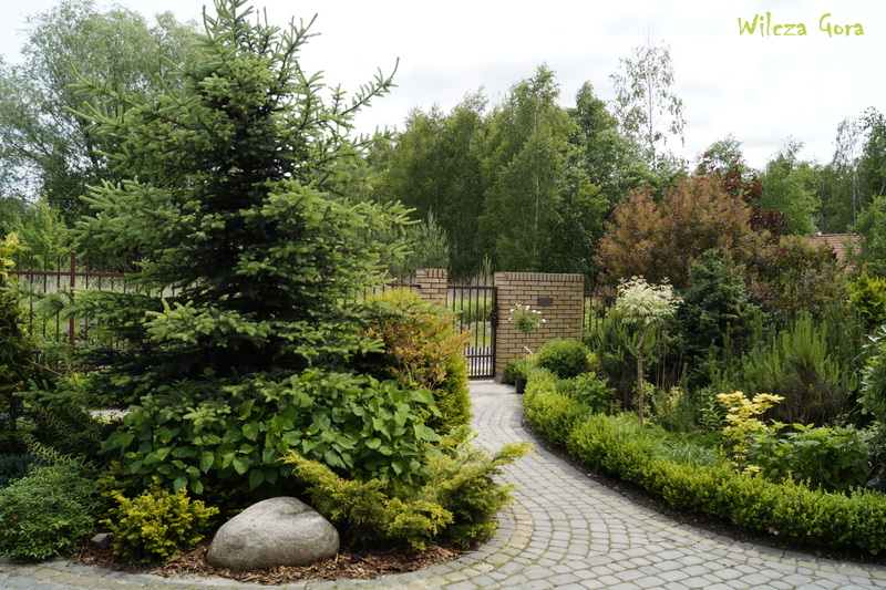 POCZATEK CZERWCA W NASZYM OGRODZIE