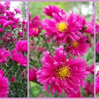 FESTIWAL JESIENNYCH OSOBLIWOŚCI…