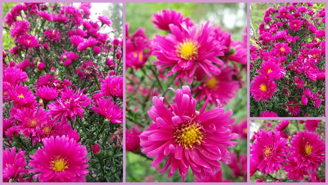 FESTIWAL JESIENNYCH OSOBLIWOŚCI…