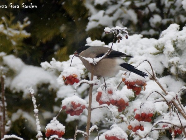 ZDROWE, OWOCOWE, NIEDZIELNE ŚNIADANIE – (Pyrrhula pyrrhula&nbsp;f.)