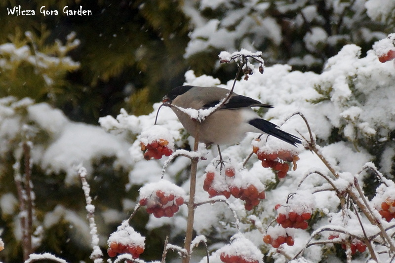 ZDROWE, OWOCOWE, NIEDZIELNE ŚNIADANIE – (Pyrrhula pyrrhula&nbsp;f.)