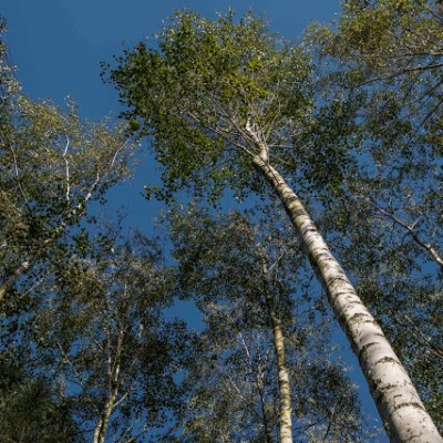 LASEK BRZOZOWY WZYWA NAS&nbsp;!