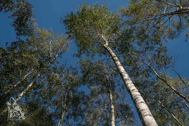 LASEK BRZOZOWY WZYWA NAS&nbsp;!