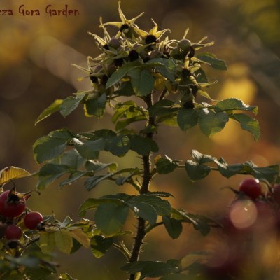 ROSA RUGOSA – JESIENNA ODSŁONA – CZ.&nbsp;I