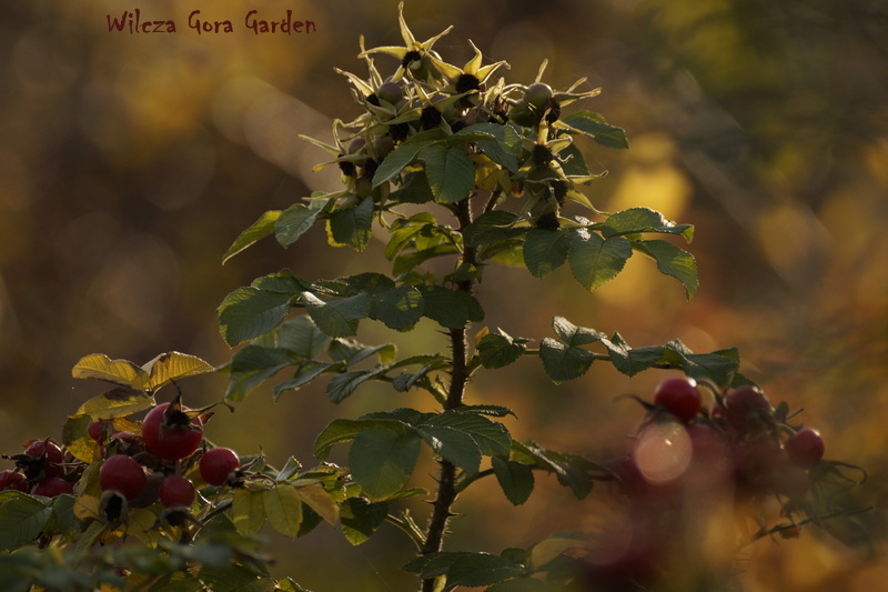 ROSA RUGOSA – JESIENNA ODSŁONA – CZ. I