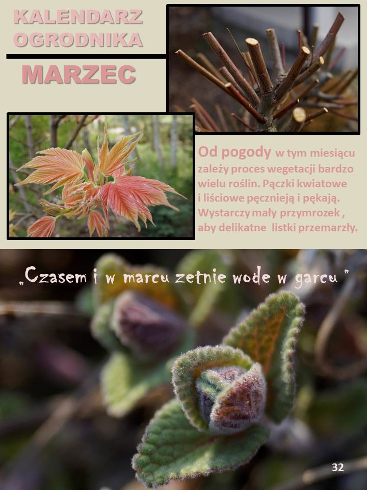 KALENDARZ OGRODNIKA –&nbsp;MARZEC